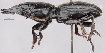 Media type: image;   Entomology 22013 Aspect: habitus lateral view